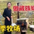藏族姑娘一鞭震慑100头牦牛！夏季产奶丰富，做成奶渣四季都能吃
