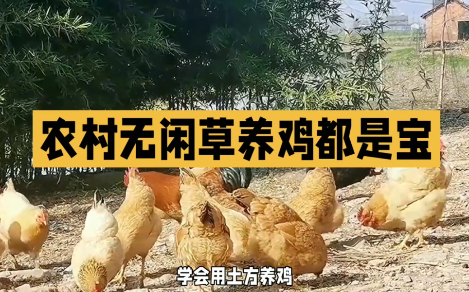农村养鸡小技巧，用草能把鸡养好，助你轻松养好鸡