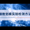 细胞划痕实验检测方法
