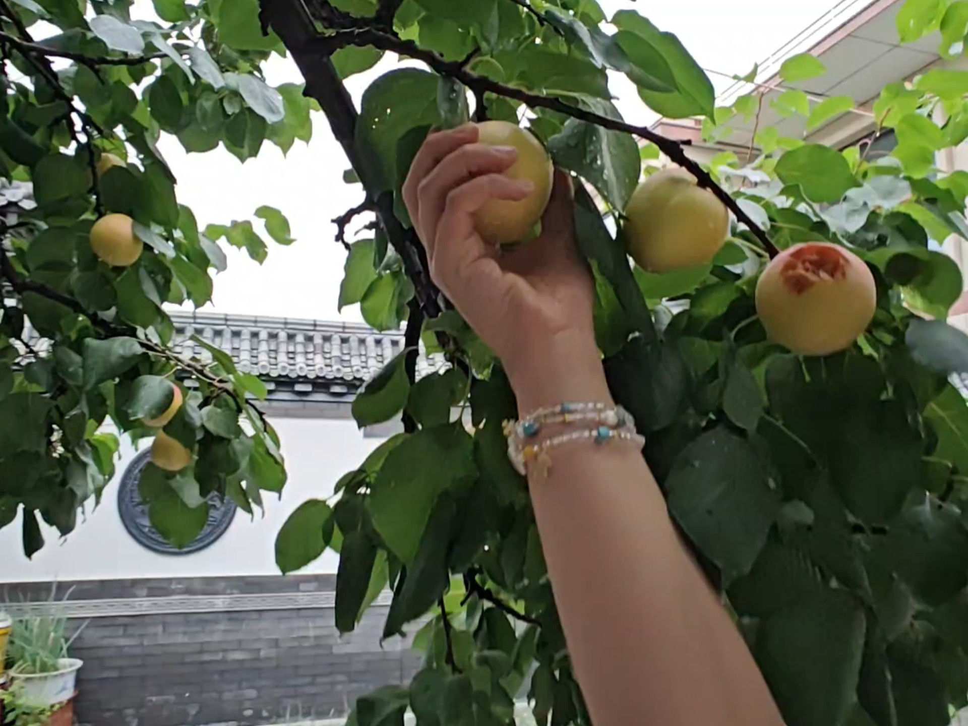 大黄杏孩子们第一次吃，夏天太美好了，轻松实现水果自由