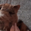 猫妈妈带着小猫上门求收留