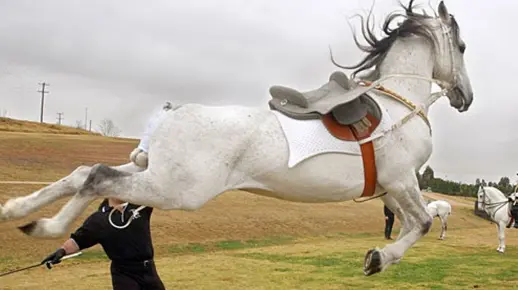 男子作死拍打马屁股，不料马蹄向后一蹬，哦豁！