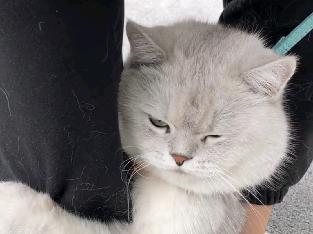 小猫没有猫妈妈带大竟会变成文盲猫。