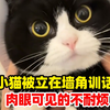 小猫被立在墙角训话，肉眼可见的不耐烦，网友：快放开黑猫警长