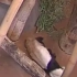 哀悼！霉国孟菲斯动物园旅美大熊猫乐乐去世