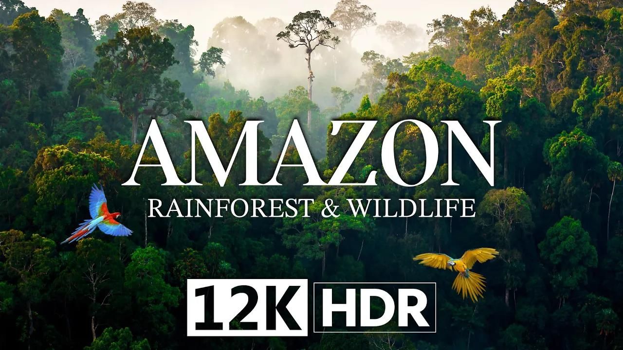 亚马逊雨林的野生动物 AMAZON RAINFOREST & WILDLIFE in 12K HDR