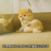 小奶猫为了给怀孕的猫妈补身体，竟然用自己的身体孵化小鸡