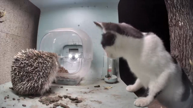 笑死，室外猫窝来了一只刺猬在吃猫粮