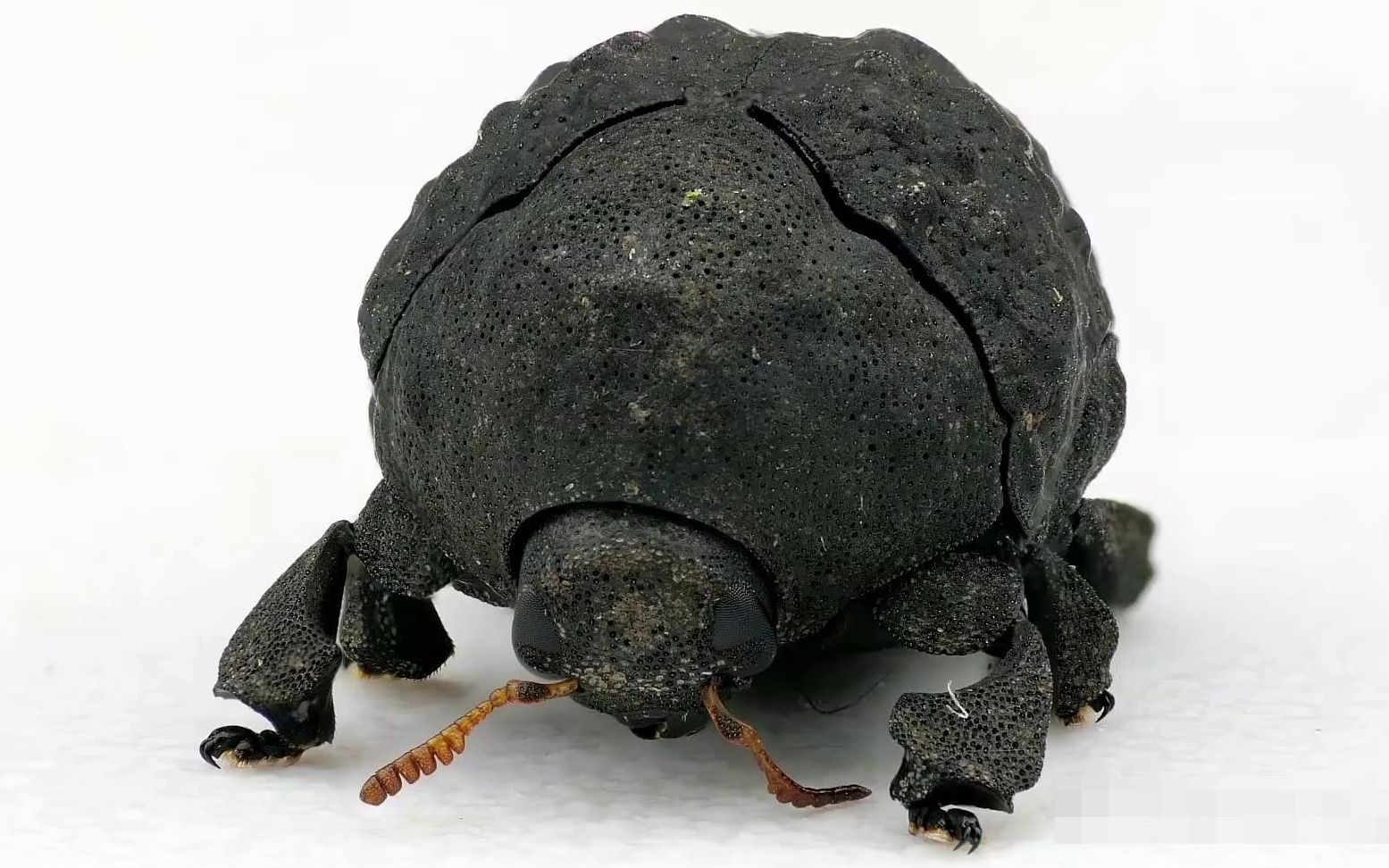 【1080p】厄瓜多尔变形金龟——甲虫的小变形金刚
