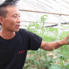 【聊三农】烟粉虱！西红柿的“隐形”杀手，西红柿大棚出现这些情况得注意了
