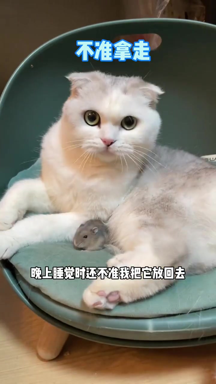 原来汤姆和杰瑞的爱情故事是真的 哔哩哔哩 つロ干杯 Bilibili