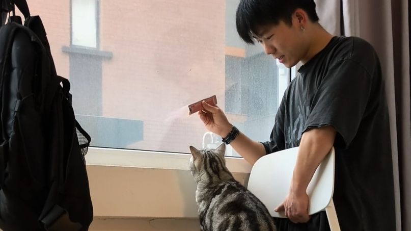 关于训练胆小猫跳上台阶这件事