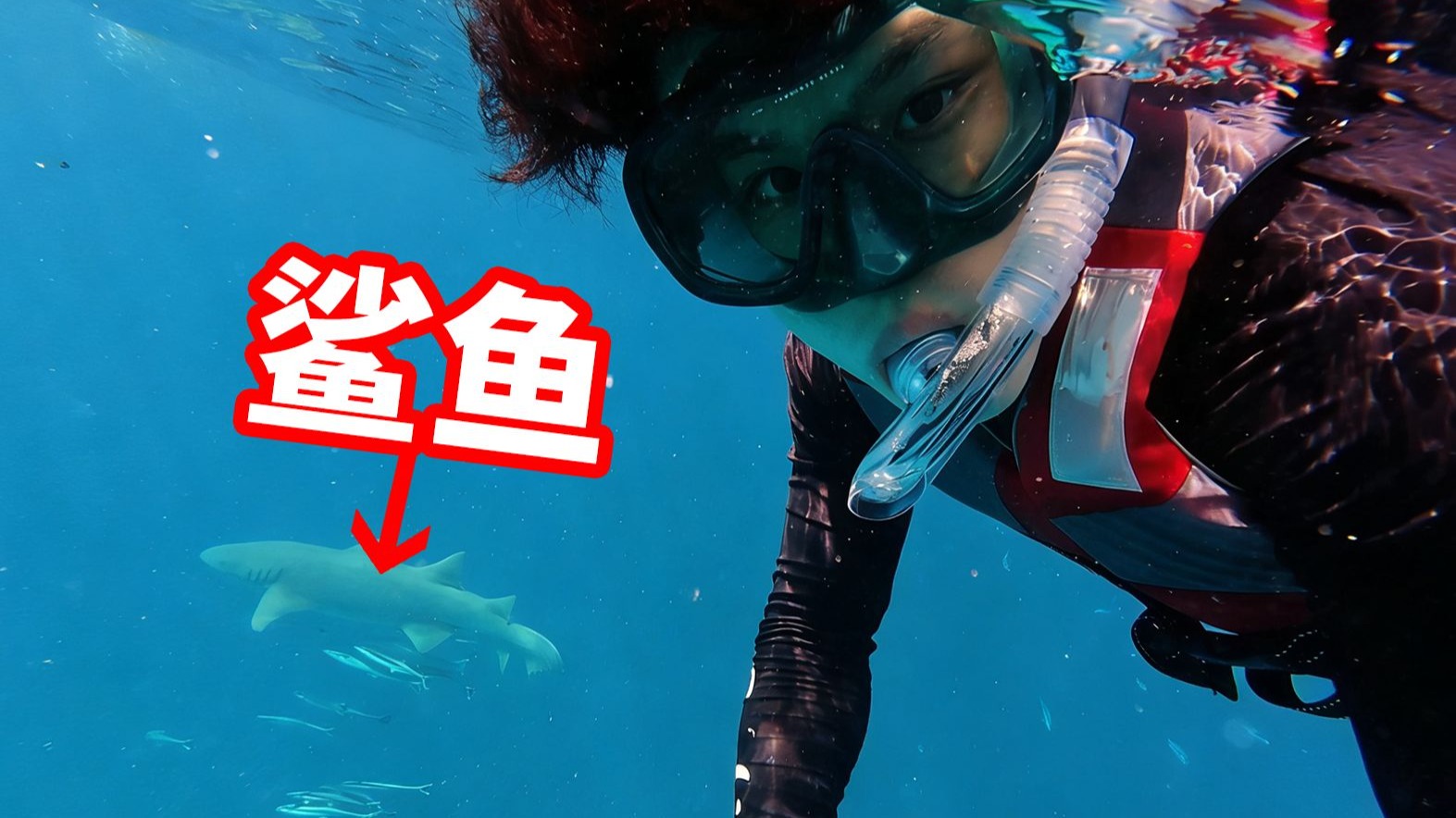 浮潜偶遇鲨鱼！我该怎么办？！！