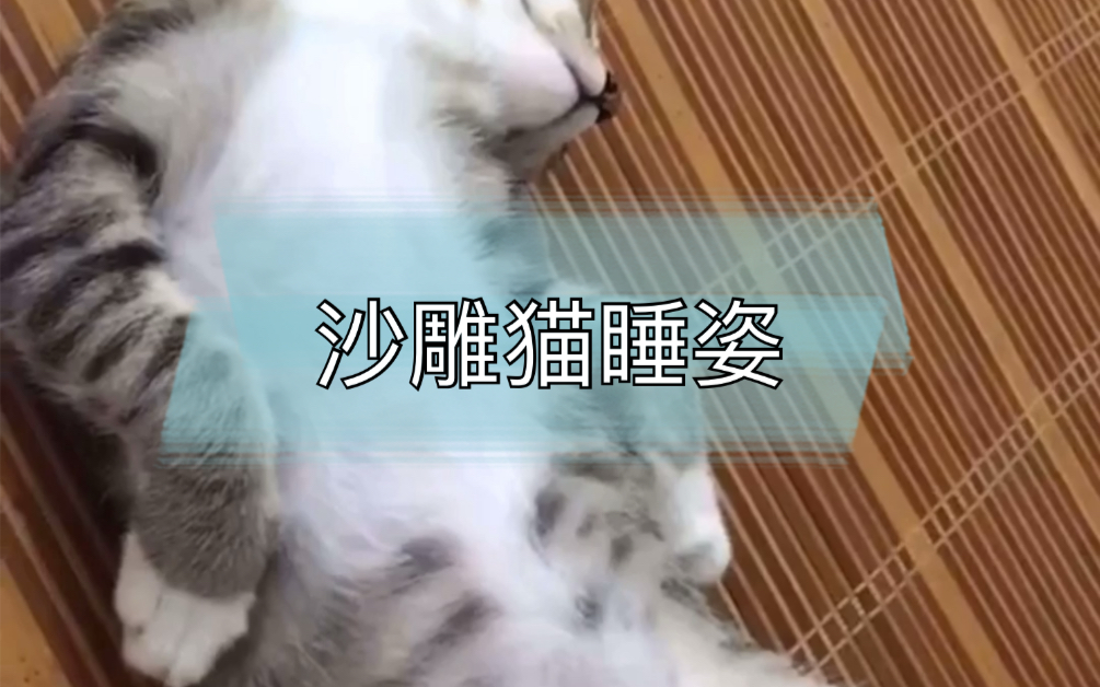 猫的睡姿可以多沙雕?每个都是表情包哔哩哔哩bilibili