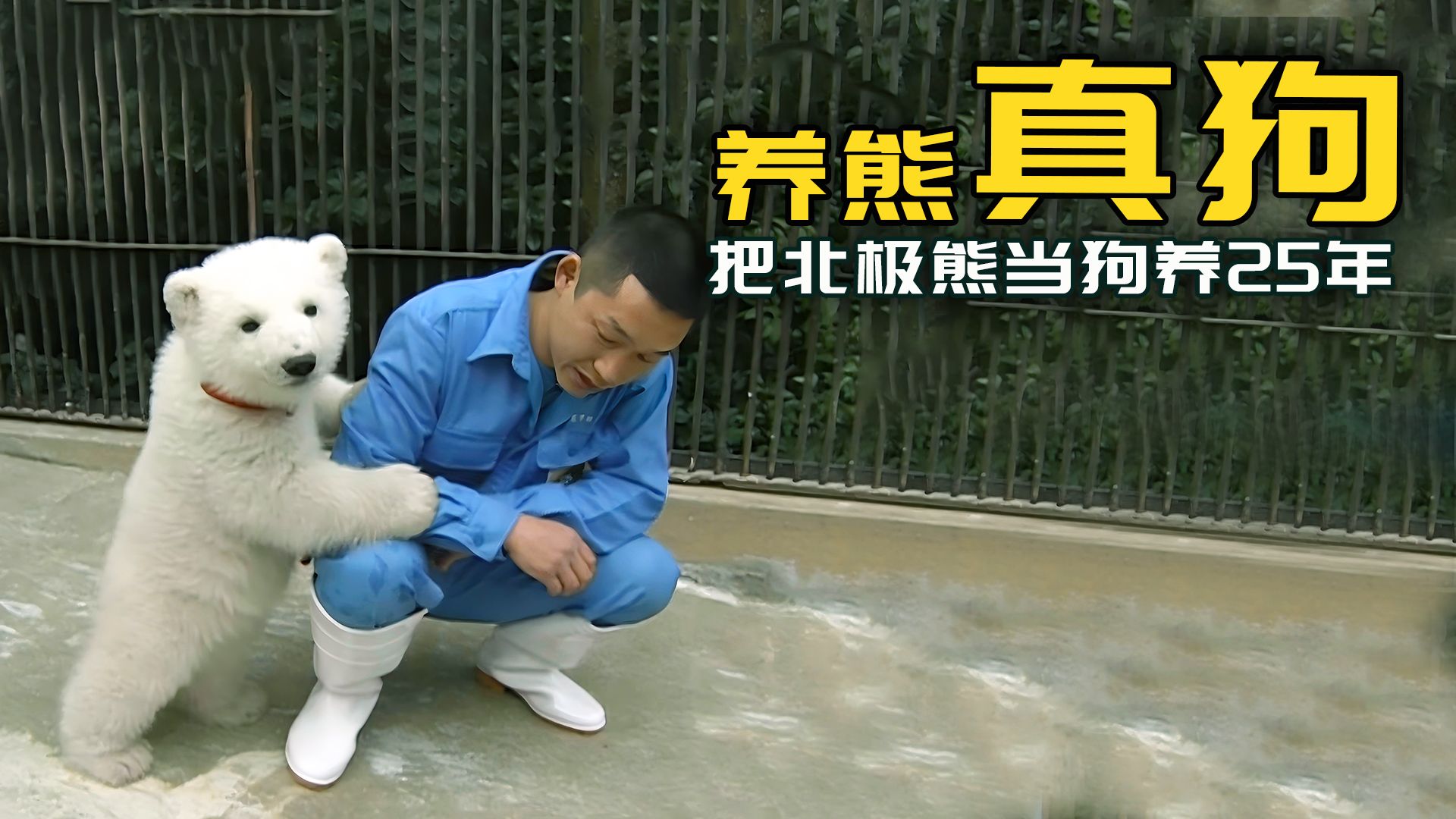 北极熊：我竟然被当成狗养了25年！！！！