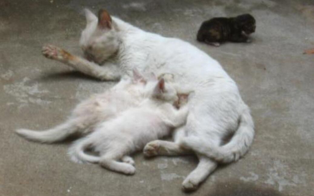 为什么刚出生的小猫被人碰过后,会被母猫狠心吃掉,看完刷新三观