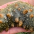 大庆赶海，礁石区发现一只张着嘴巴的大海参，放开和手一样长
