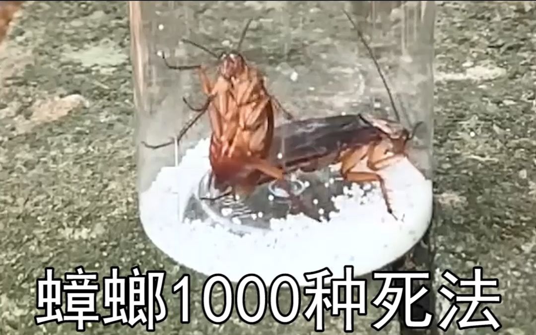 蟑螂很脏，管道疏通剂能帮它们洗干净吗？  #家庭版蟑螂粉