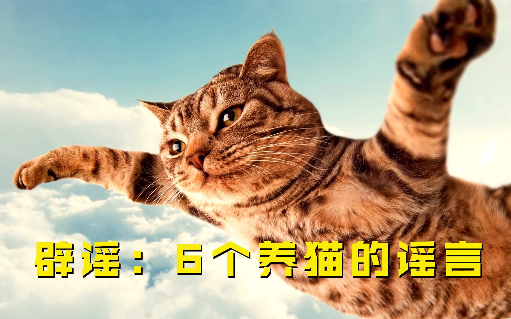 辟谣；6个养猫的谣言