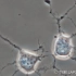显微镜下的神经细胞通过突触交流