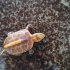 自家孵化的黄缘龟，超可爱的一只黄缘龟，一出壳就会跑，小哪吒出世♥(｡￫v￩｡)♥