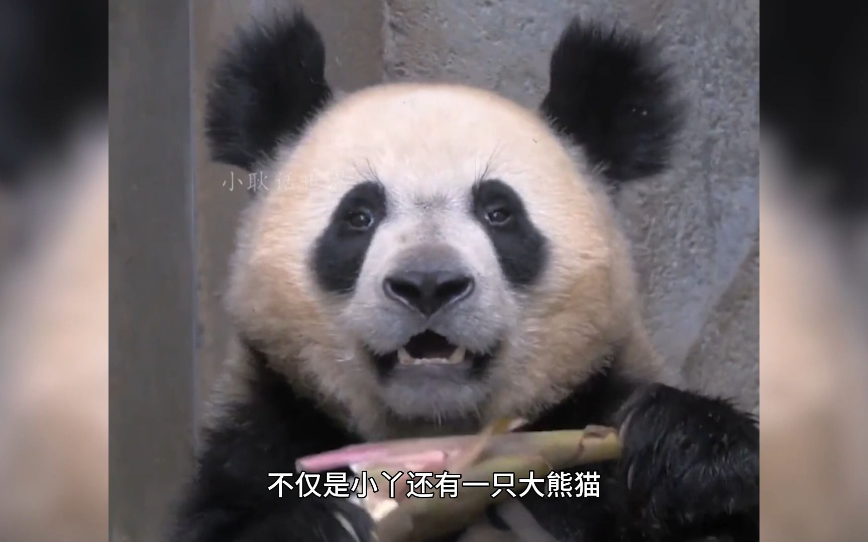 陕西的大熊猫更古老，四川和陕西的大熊猫禁止通婚