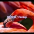 米津玄师——flamingo伴奏