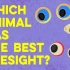 【TED科普】哪种动物的视力最好？（中英字幕）