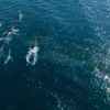 海洋公益日宣传片完整第十一版