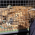 给狮子进行放疗：南非-比勒陀利亚-Lory Park动物园
