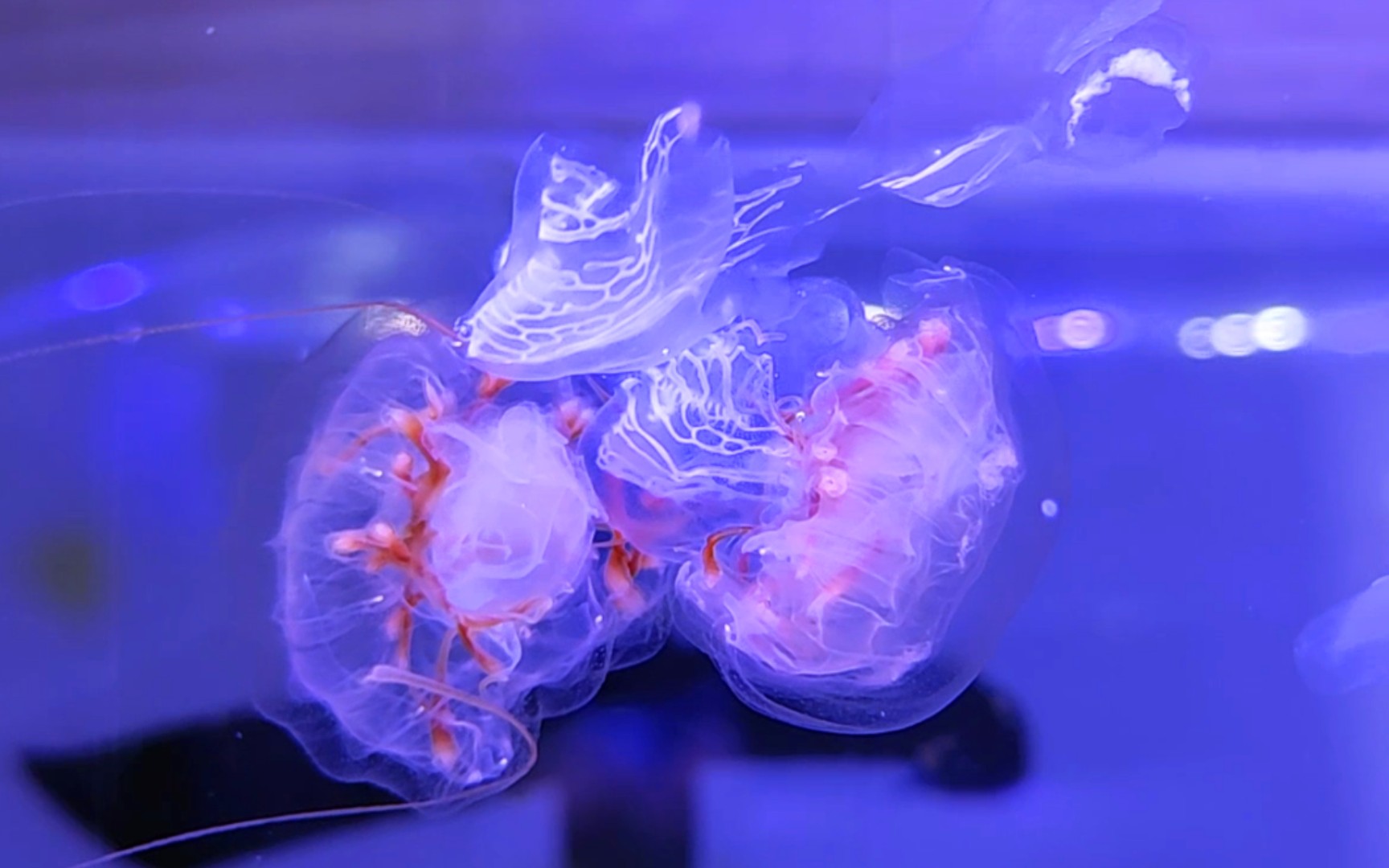 水母（英文名称：Jelly Fish），是水生环境中重要的浮游生物……