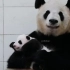 四川大熊猫和秦岭大熊猫老死不相往来吗