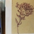 线条练习03——花的明信片（母亲节的康乃馨）【rong分享绘】