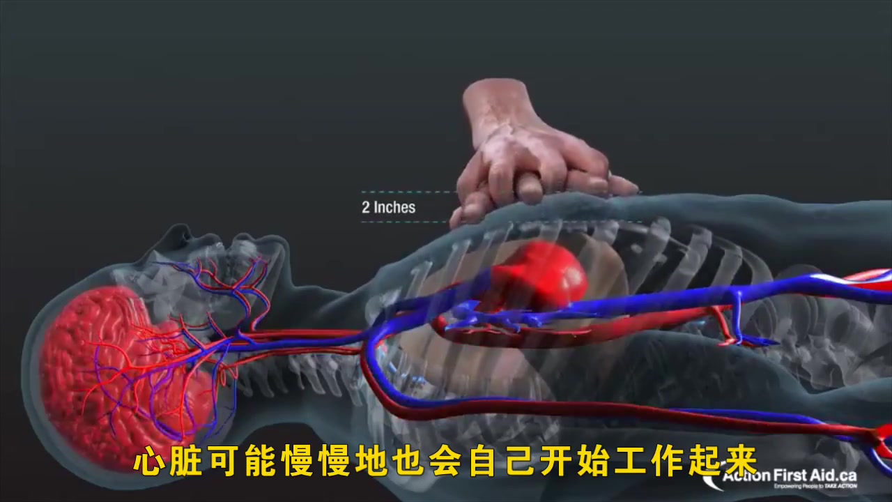 3D动画演示 人体内脏以及PCR急救