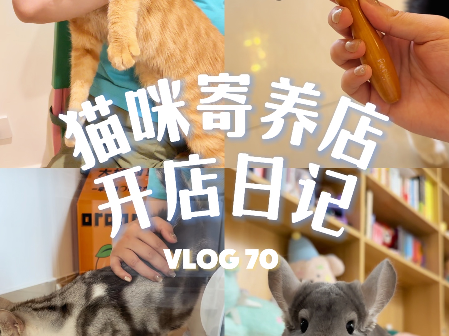 猫咪寄养店日常Vlog 70