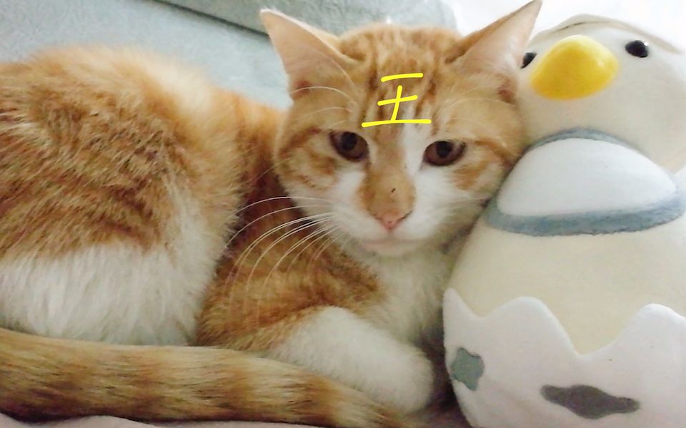 【金闪闪】铲屎官造反啦,把猫咪用被子蒙住暴打!