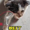 病重奶牛猫厌食，强制灌奶后又遇胳膊脱臼