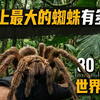 世界上最大的蜘蛛有多大