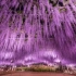 鬼灭之刃｜紫藤花满开绝美！日本足利花卉公园航拍片超壮观，在线圣地巡礼