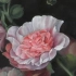 古典油畫花卉的繪畫過程