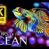 【4K】五彩斑斓的海洋生物 | 超高清视频与放松的音乐