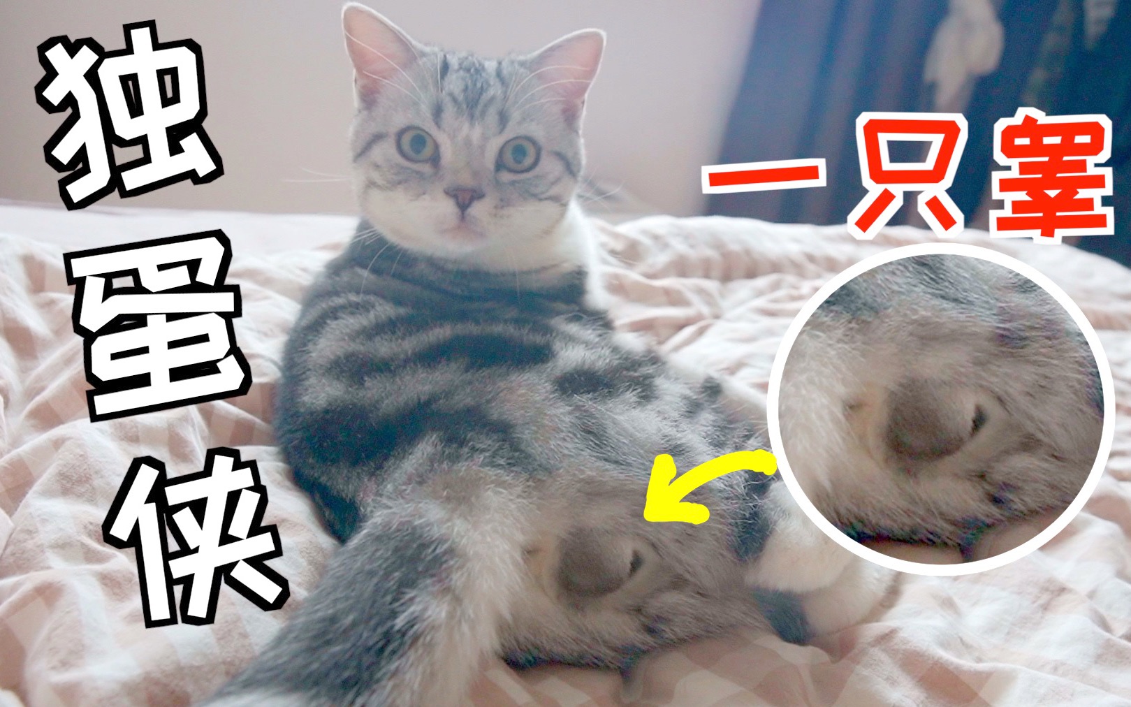 活动作品这只公猫蛋蛋奇小而且只有一只独睾