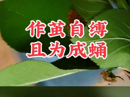 【自然现场】绿尾大蚕蛾宝宝终于结茧自缚，努力成蛹，期待完美羽化……