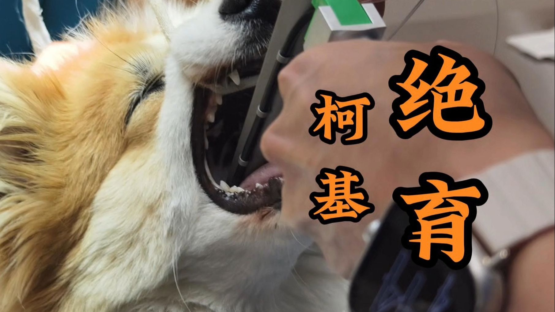 胖乎乎的柯基也来绝育啦！