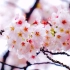 [4K高清演示]日本东京上野公园的樱花