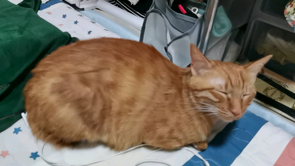 傻白甜橘：困也要陪伴