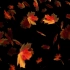 AE视频素材树叶飘落背景