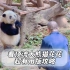 想看一眼顶流大熊猫女明星花花有多难？