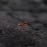 空镜头视频 蚂蚁昆虫动物特写 素材分享