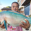 680买条“美人鱼”，鱼肉香嫩入口即化，清蒸好吃到爆